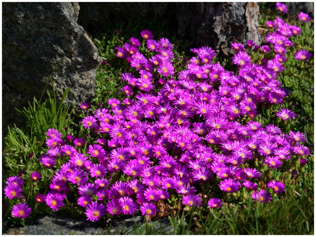 Delosperma alpinum.