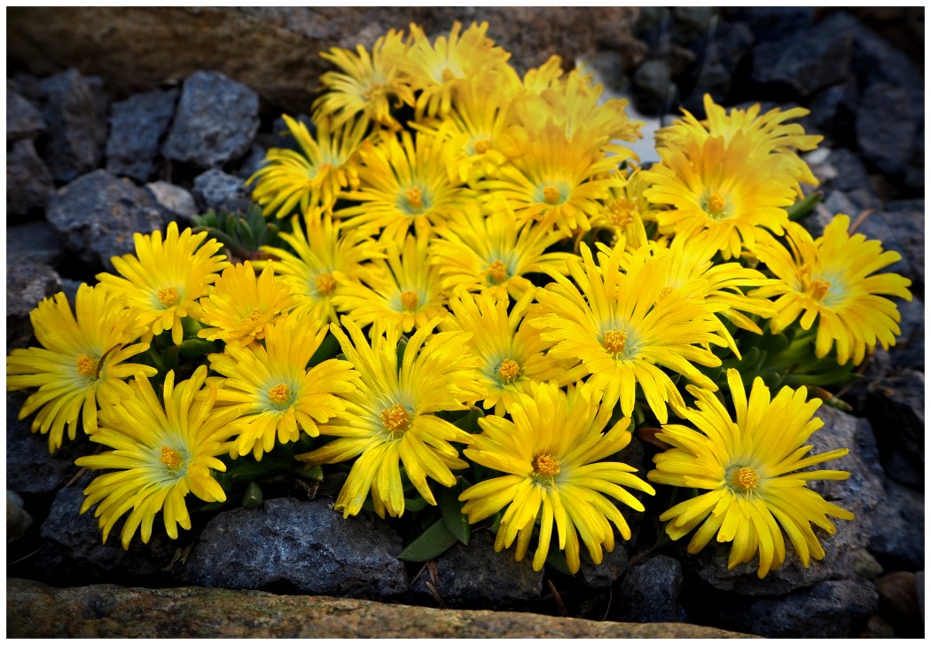 Dolosperma Congestum alpina.